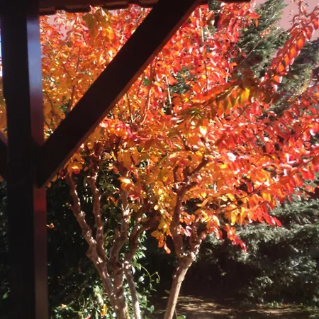 Afroditi * Nea Vrasna